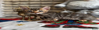 Bengal Kitten 3