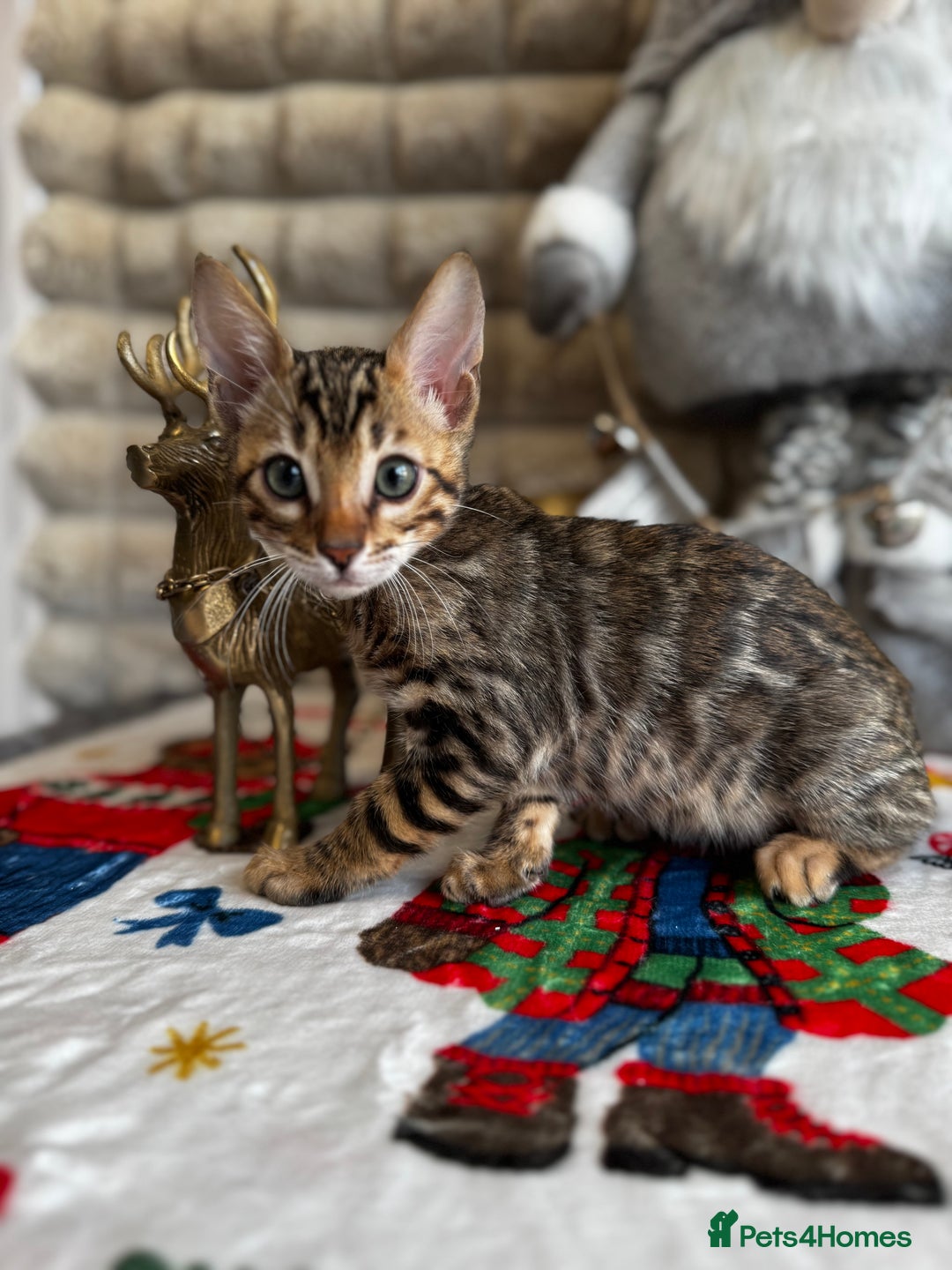 Bengal cats for sale: Enchanting Bengal Kittens - Advert 3
