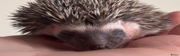 Pygmy Hedgehog rodents for sale: Girls Boys Ethically Bred African Pygmy Hedgehogs - Advert 17