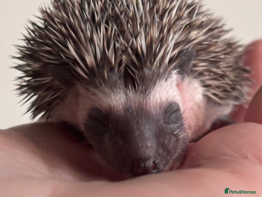 Pygmy Hedgehog rodents for sale: Girls Boys Ethically Bred African Pygmy Hedgehogs - Advert 17