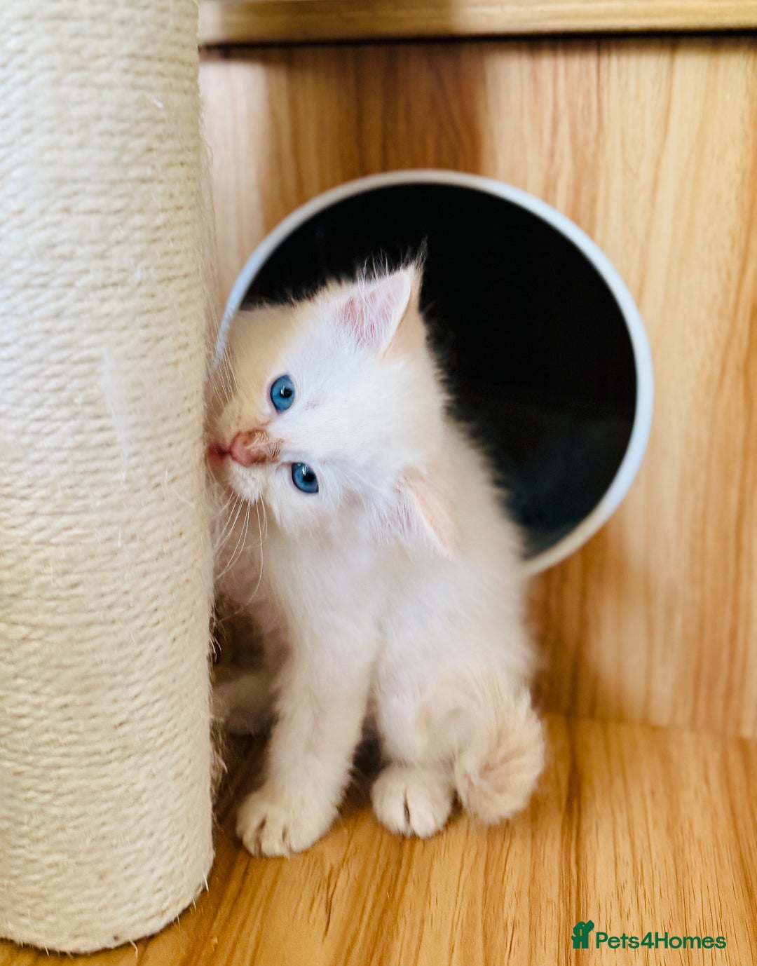 Ragdoll cats for sale: Gorgeous ragdoll kittens  - Image 10