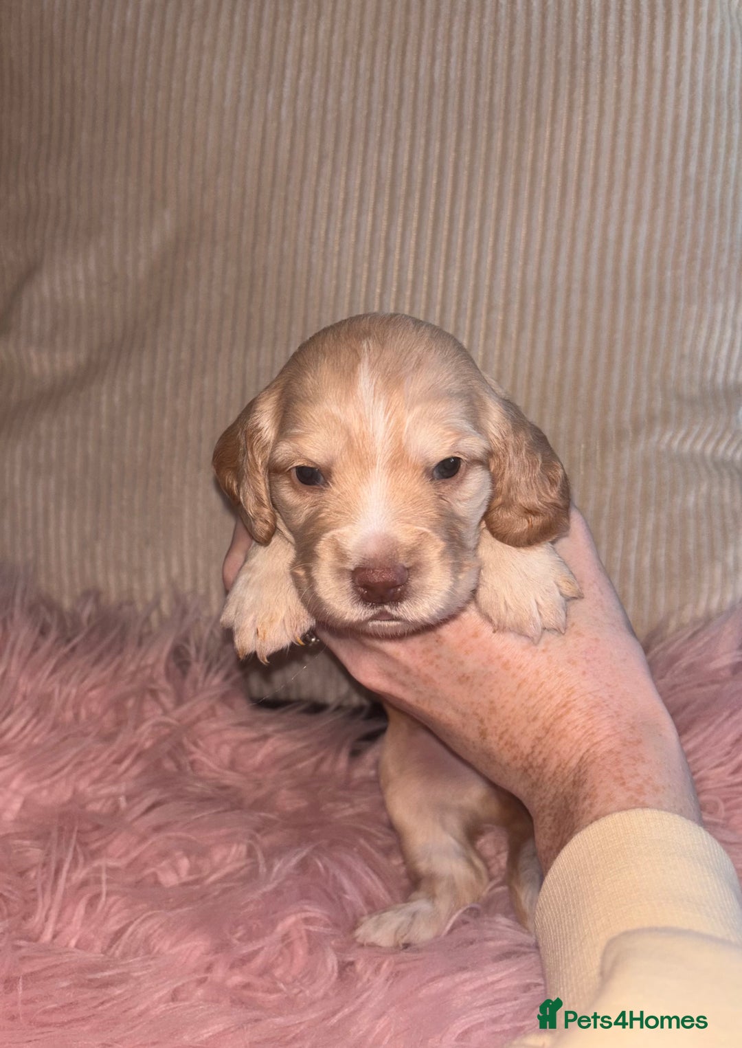 Cocker Spaniel dogs for sale: Beautiful Cocker Spaniel Puppy’s  - Advert 10