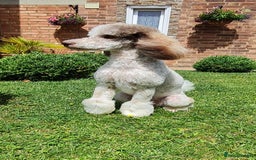 Goldendoodle dogs for stud: FULLY HEALTH TESTED! MOYEN POODLE STUD! in Kettering - Image 10