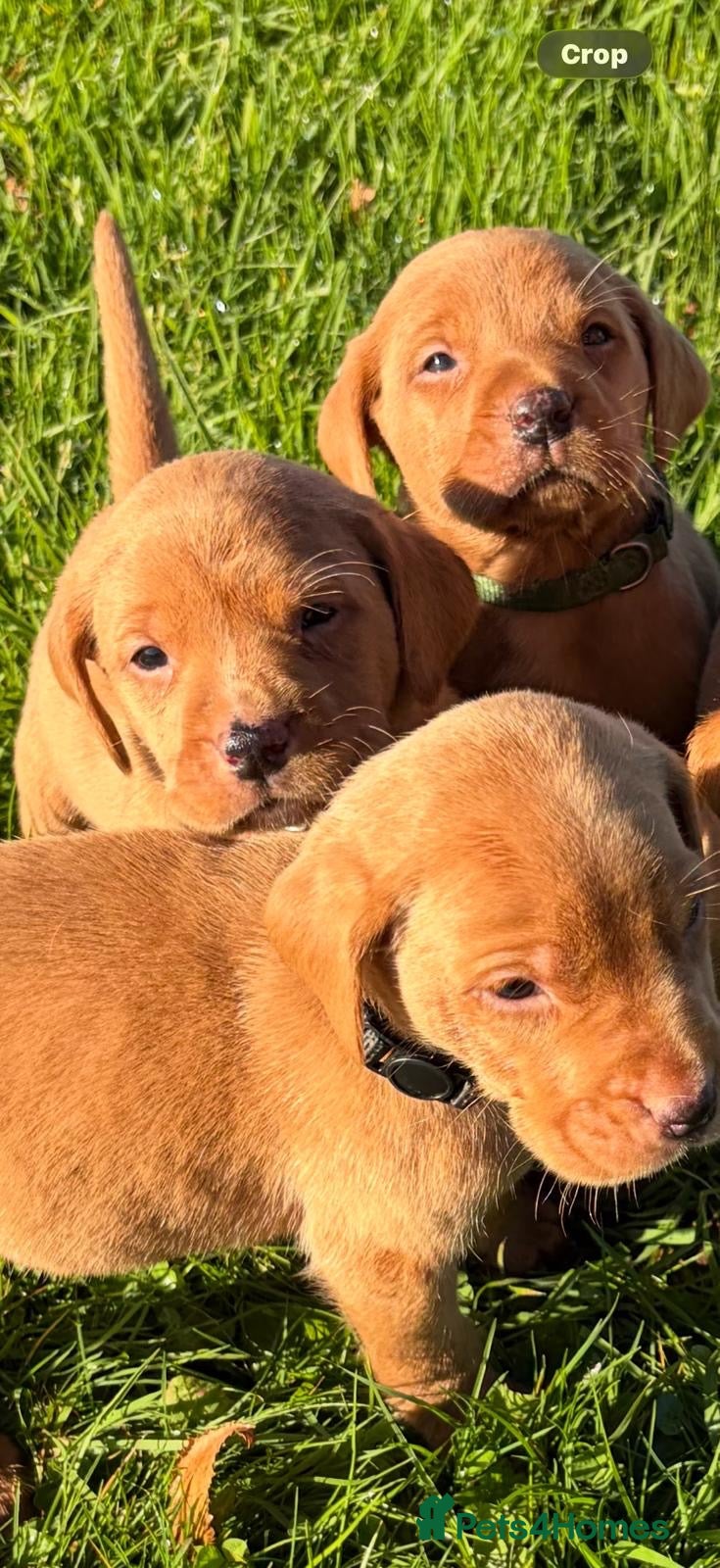 Labrador Retriever dogs for sale: Kc dark fox red Labrador pups ready Sunday  - Advert 2