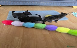 Mixed Breed dogs for sale: 4 pups - Image 12