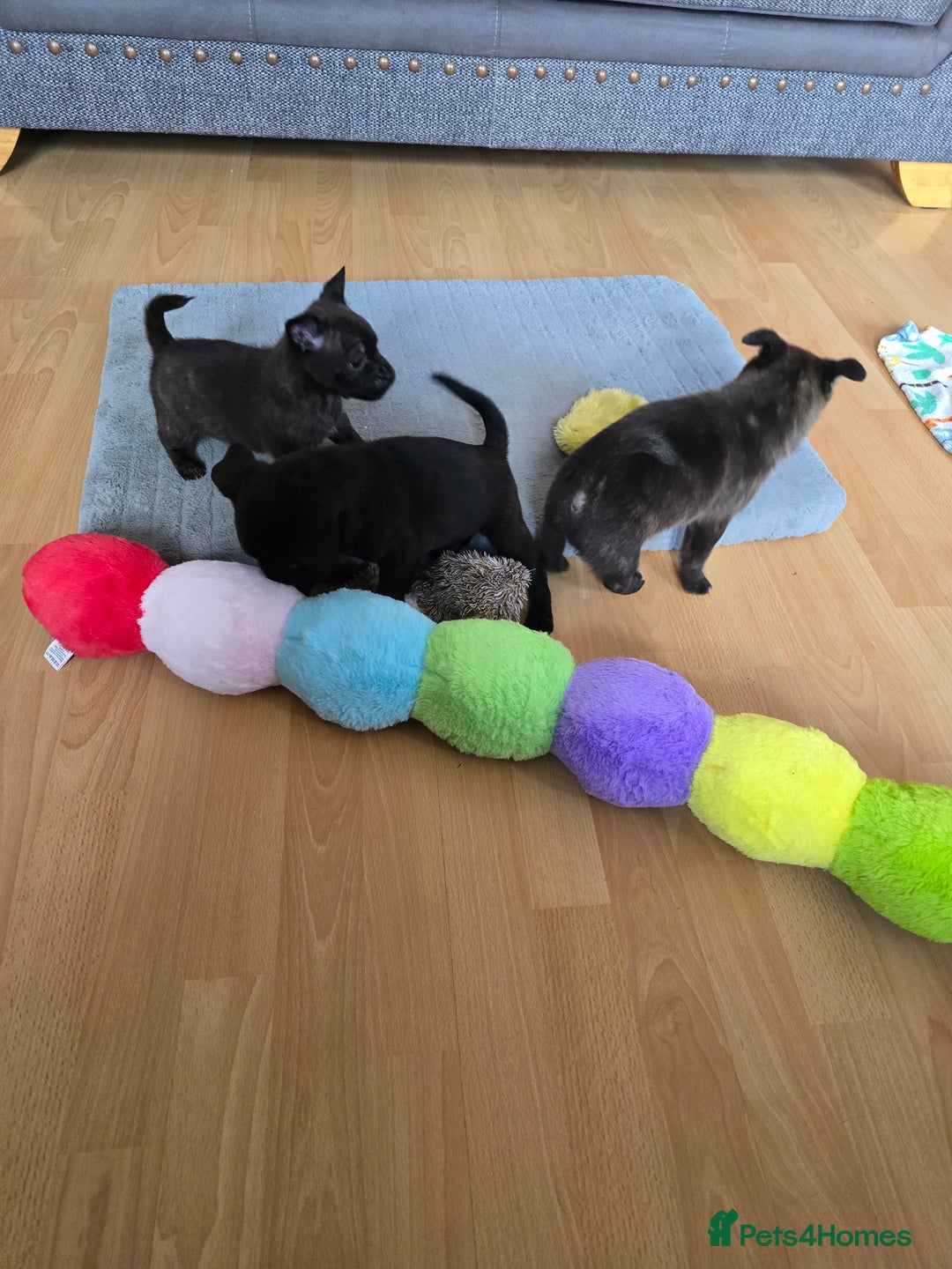 Mixed Breed dogs for sale: 4 pups - Image 12