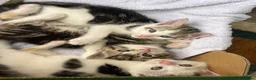 Mixed Breed cats for sale: Three adorable tabby and white kittens for sale  - Advert 6