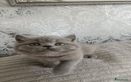 British Shorthair cats for sale: Gorgeous blue britishshorthair/persian - Image 4
