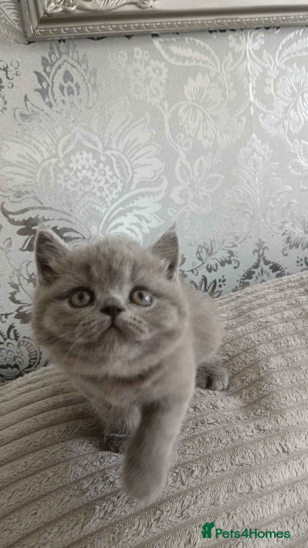 British Shorthair cats for sale: Gorgeous blue britishshorthair/persian - Image 4