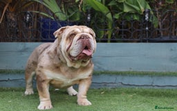 English Bulldog dogs for stud: Chocolate and tan Merle English bulldog  - Image 4