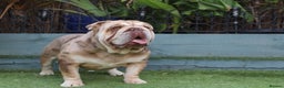 English Bulldog dogs for stud: Chocolate and tan Merle English bulldog  - Advert 4