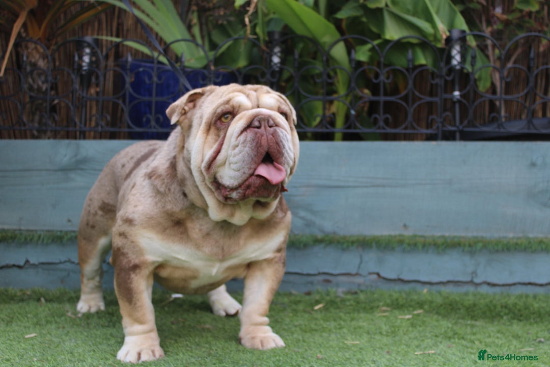 English Bulldog dogs for stud: Chocolate and tan Merle English bulldog  - Image 4