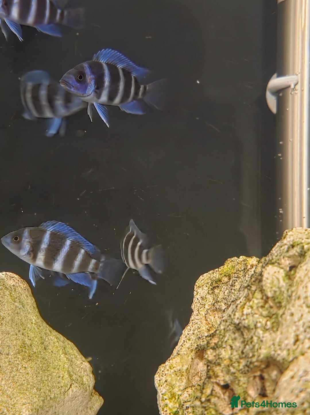 Cichlids fish for sale: 1stGen Tank Bred Frontosa Blue Zaire Moba  - Image 15