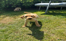 Labrador Retriever dogs for sale: Ready now KC reg Lab pups - health tested parents in Barnard Castle - Image 18