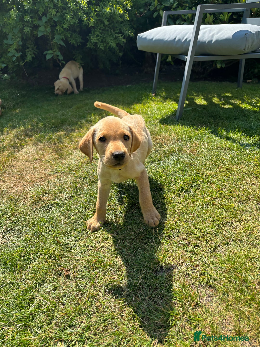Labrador Retriever dogs for sale: Ready now KC reg Lab pups - health tested parents in Barnard Castle - Image 18