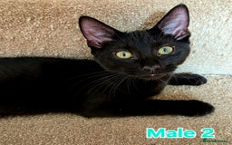 Mixed Breed cats for sale: 4 Maine Coon X Kittens Ready To Leave!!! - Image 12
