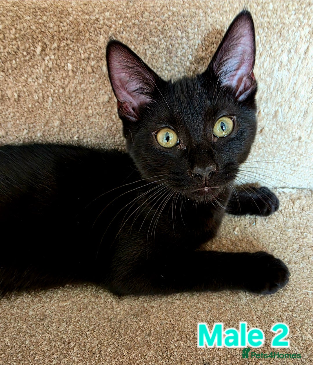 Mixed Breed cats for sale: 4 Maine Coon X Kittens Ready To Leave!!! - Image 12