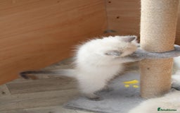 Ragdoll cats for sale: Ragdoll kittens  - Image 11
