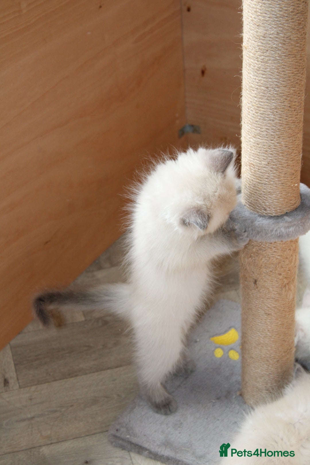 Ragdoll cats for sale: Ragdoll kittens  - Image 11