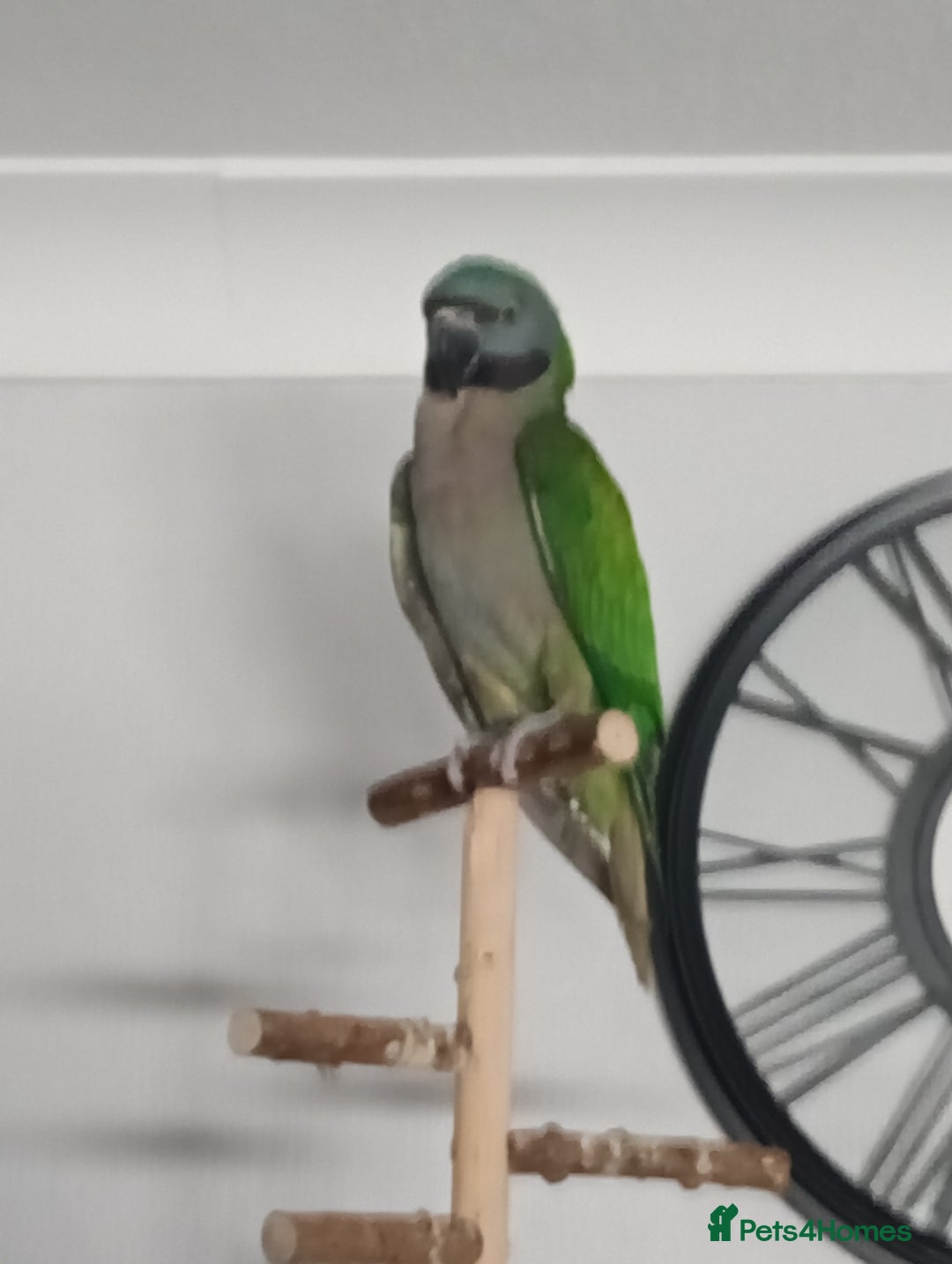 Parrots birds for sale: Female Lord Derbyan parrot - Image 2