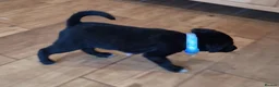 Borador dogs for sale: Gorgeous Borderdor Pups - Advert 2
