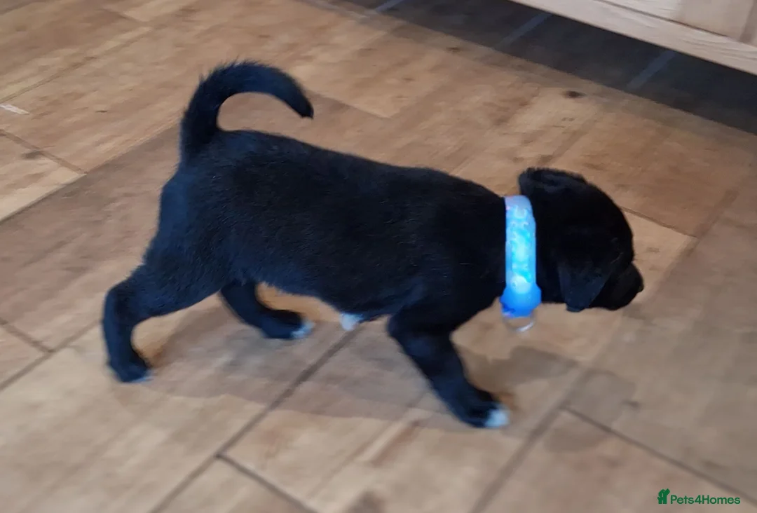 Borador dogs for sale: Gorgeous Borderdor Pups - Advert 2