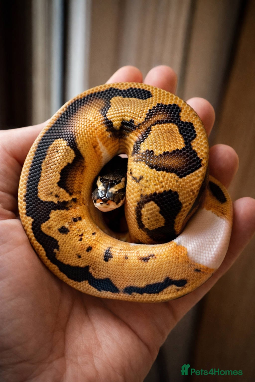 Python Snake reptiles Ball Python Collection - Advert 2