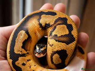 Python Snake reptiles Ball Python Collection - Advert 6