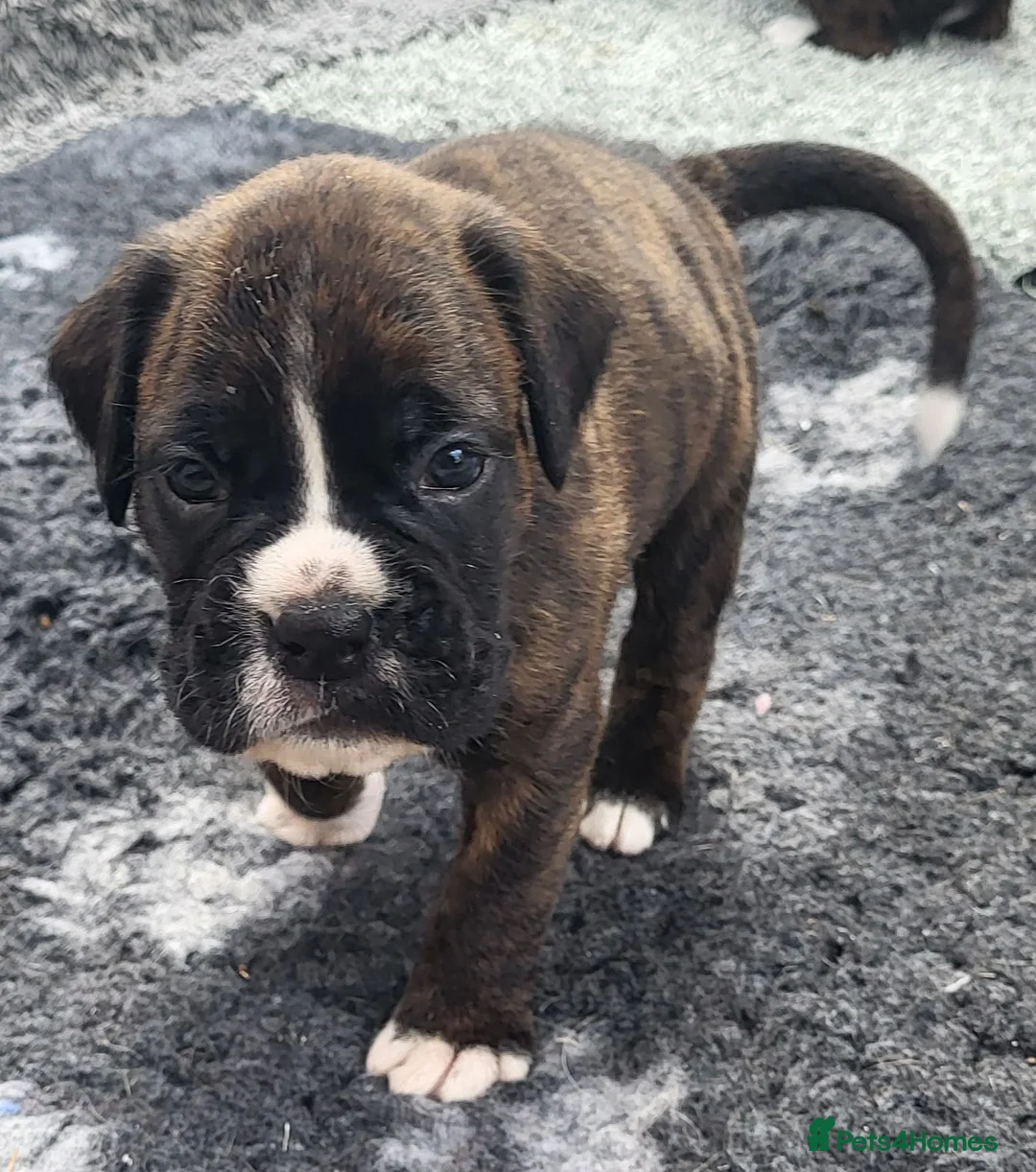 Boxer dogs for sale: Kc registered Boxer puppies  - Advert 1