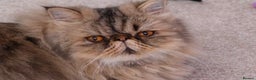 Persian cats for sale: Eric & Mickey - Advert 13