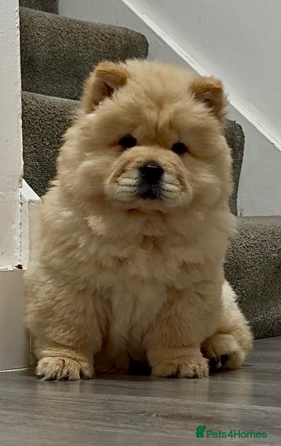 Chow Chow dogs Beautiful chow chow puppies  - Advert 1