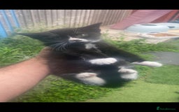 British Shorthair cats for sale: Two free two selling!!!! - Image 2