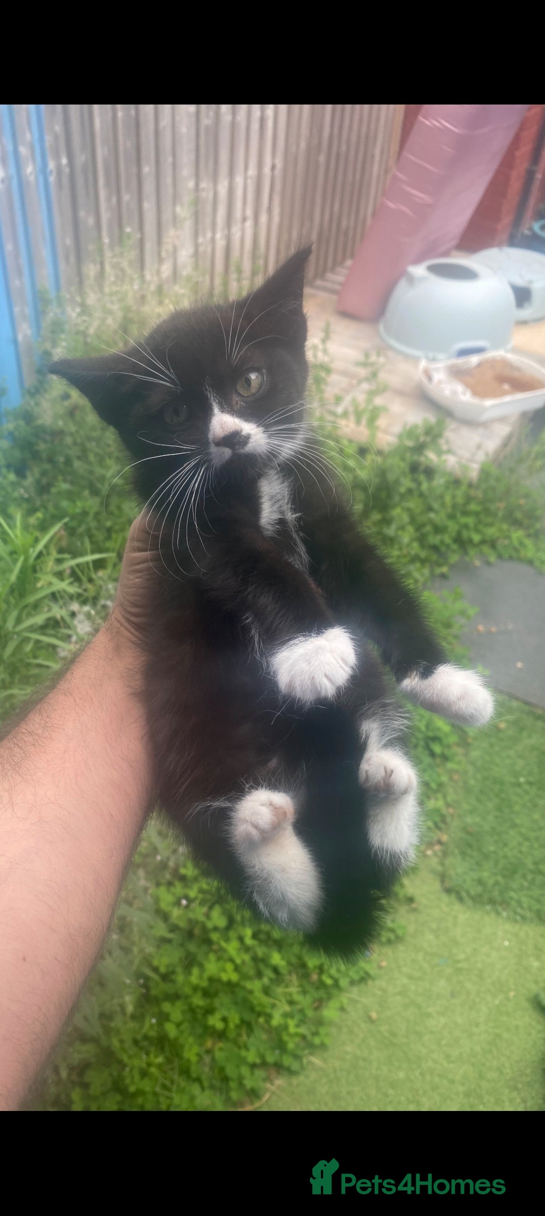 British Shorthair cats for sale: Two free two selling!!!! - Image 2