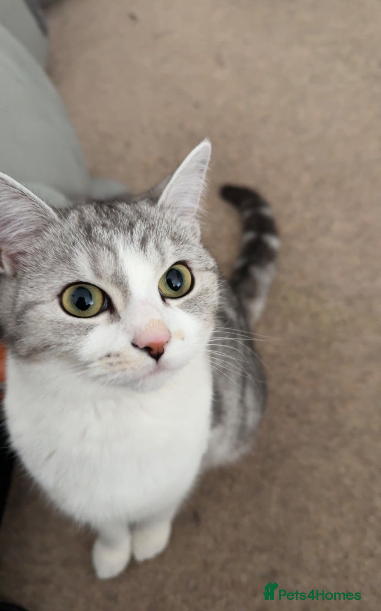 Mixed Breed cats Kittens  - Advert 6