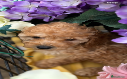 Cockapoo dogs for sale: YANKYDOODLES  ( COCKERPOOS) - Image 3