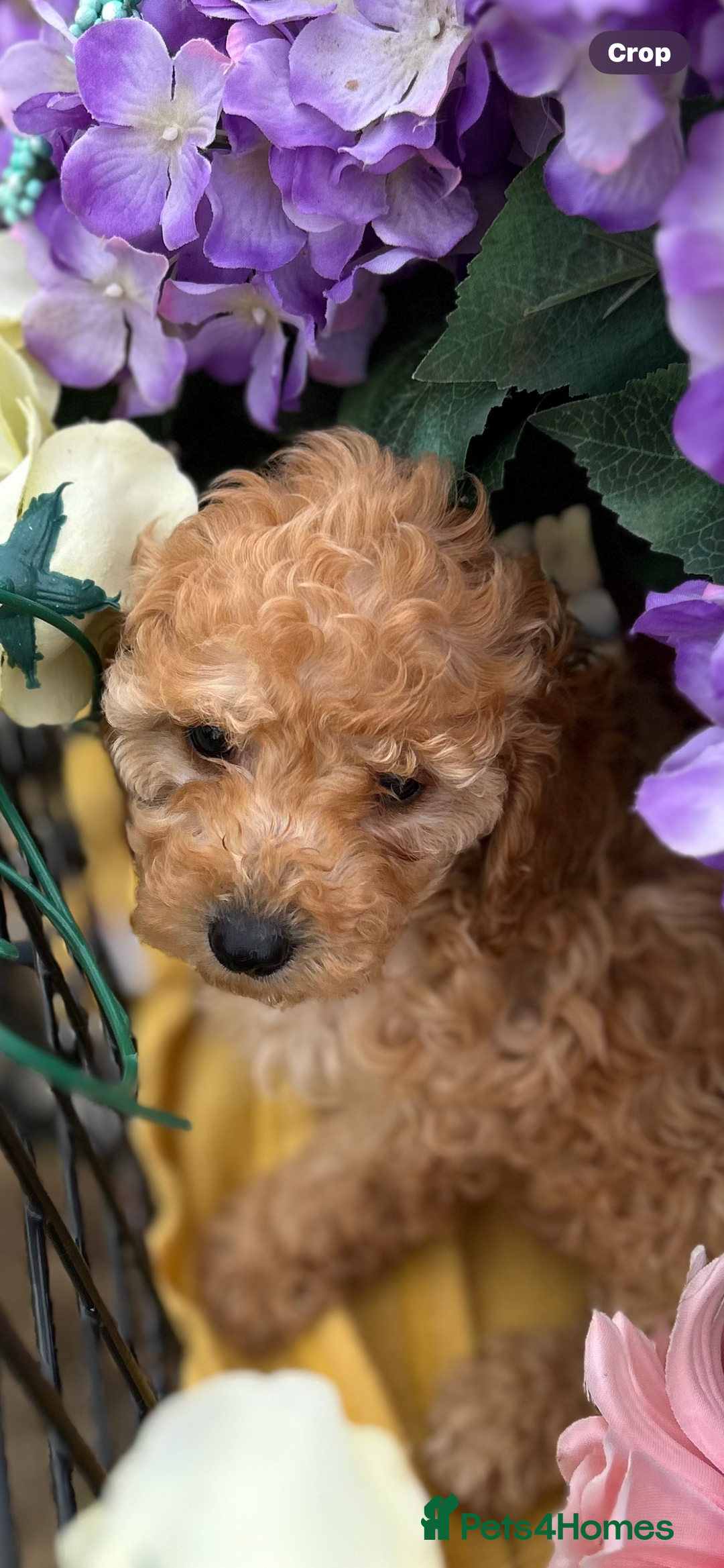 Cockapoo dogs for sale: YANKYDOODLES  ( COCKERPOOS) - Image 3