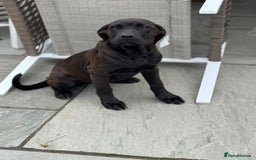 Cane Corso dogs for sale: Cane corso girl pup FULLY VACCINATED  - Image 4