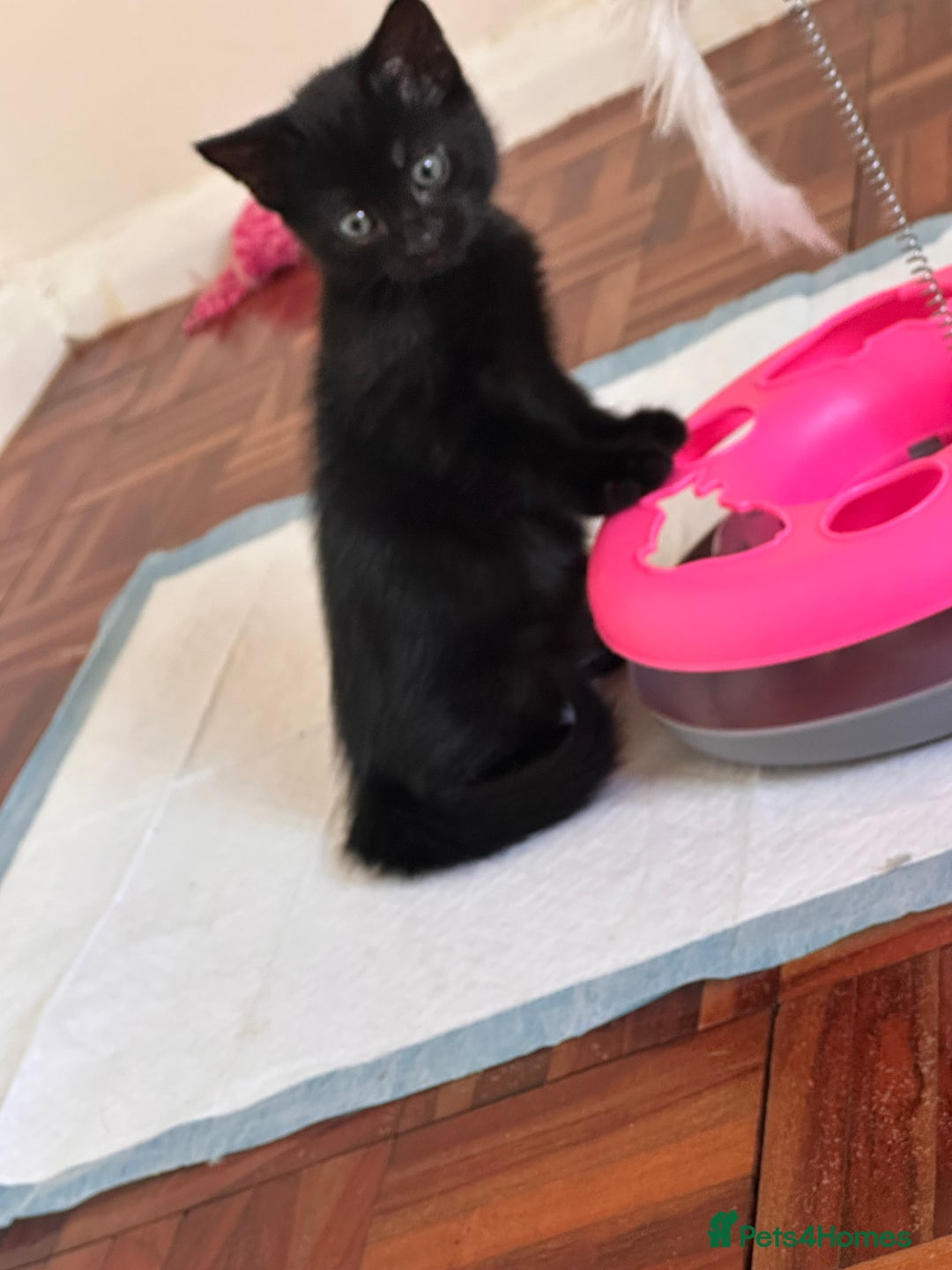 Domestic Shorthair cats for sale: 2 beautiful males - Image 2