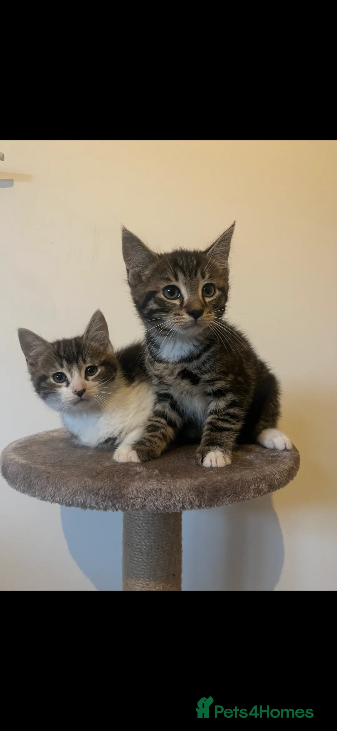 Mixed Breed cats for sale: MAINECOON X KITTENS  - Advert 7