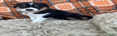 Australian Shepherd 6