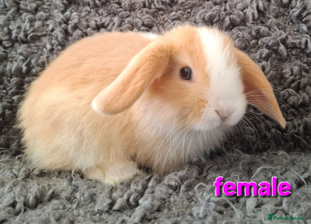 Mini Lop rabbits for sale: Adorable Mini Lop Baby Rabbits For Sale - Advert 2