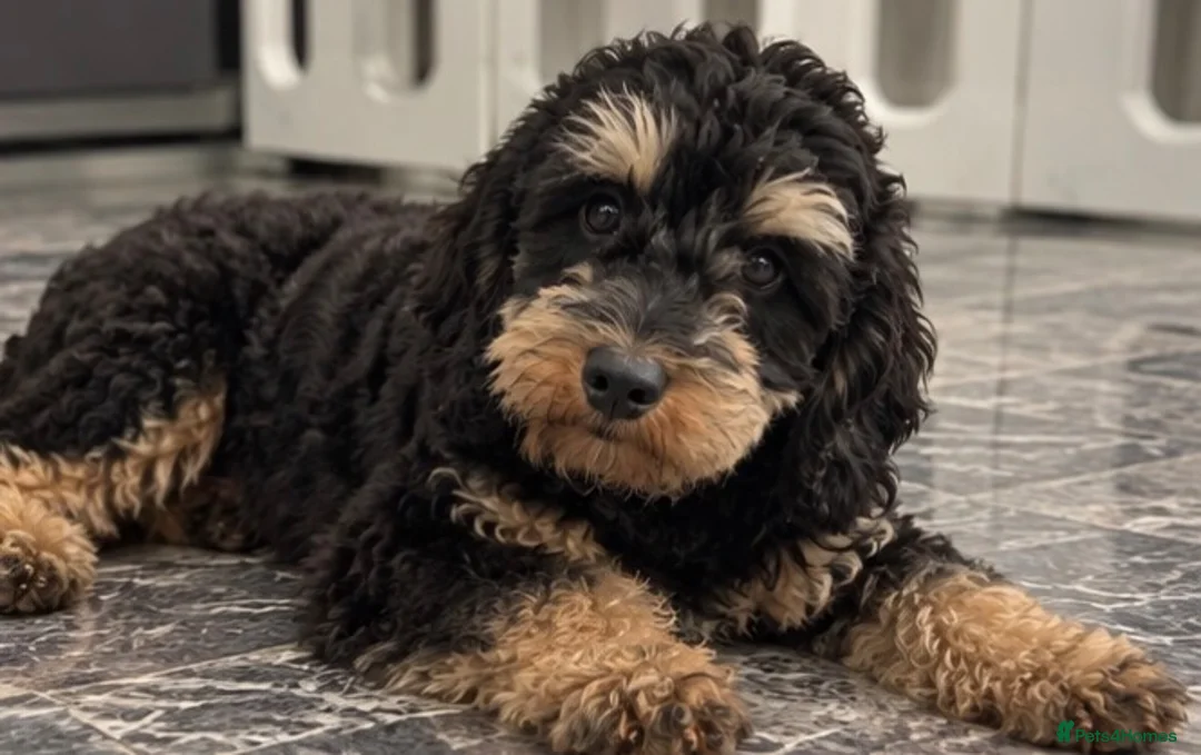 Cockapoo dogs for sale: Exquisite 5* rated licensed F2bb toy cockapoo’s  - Advert 16