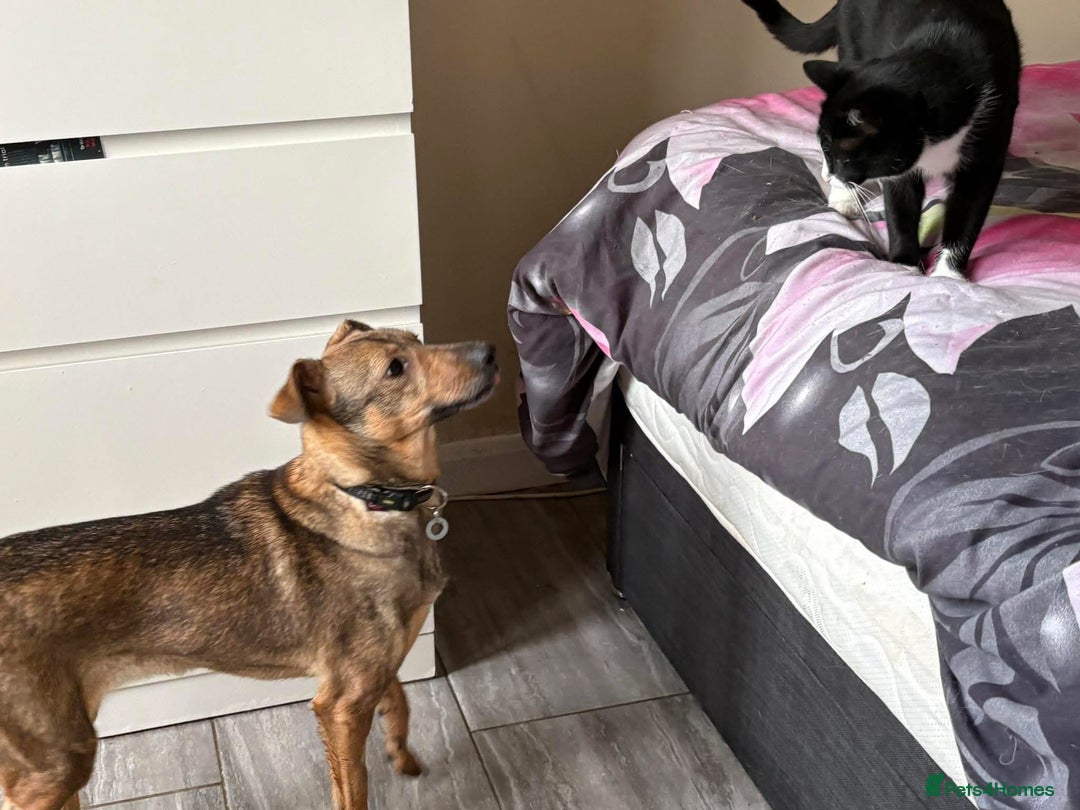 Mixed Breed dogs for adoption: Flora - Norwich Norfolk  - Advert 20