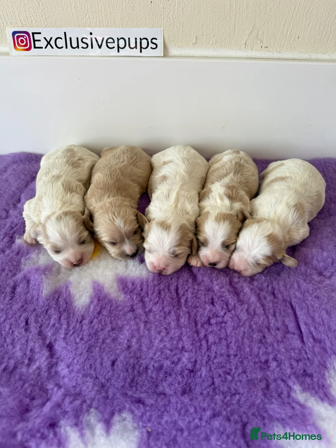 Cavapoo dogs for sale: 5⭐️ F1 miniature Cavapoos  in Pickering - Advert 5