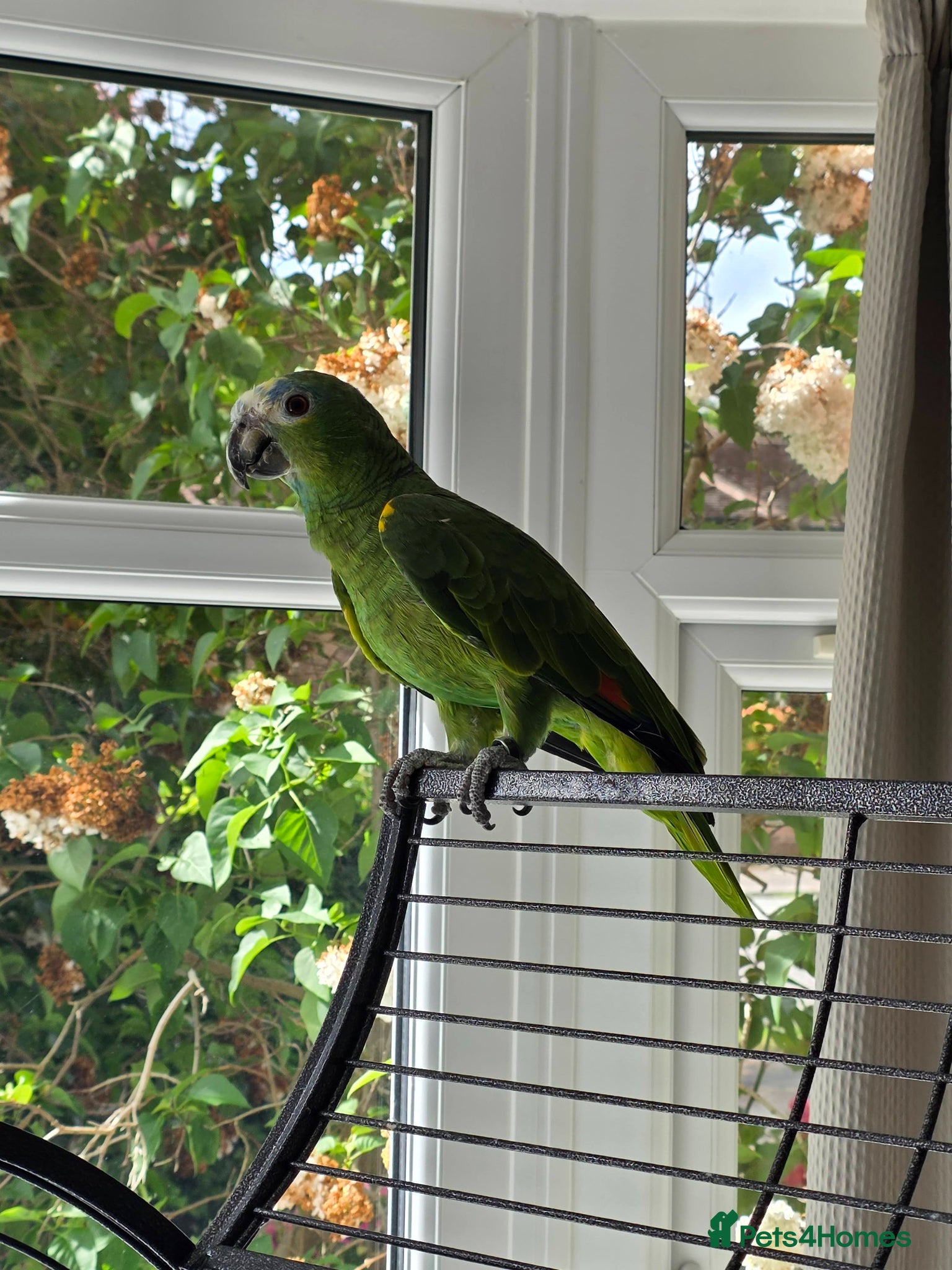 Parrots birds for sale: Amazon Parrots (Blue Fronted Male / Orange Wing) in Altrincham - Advert 5