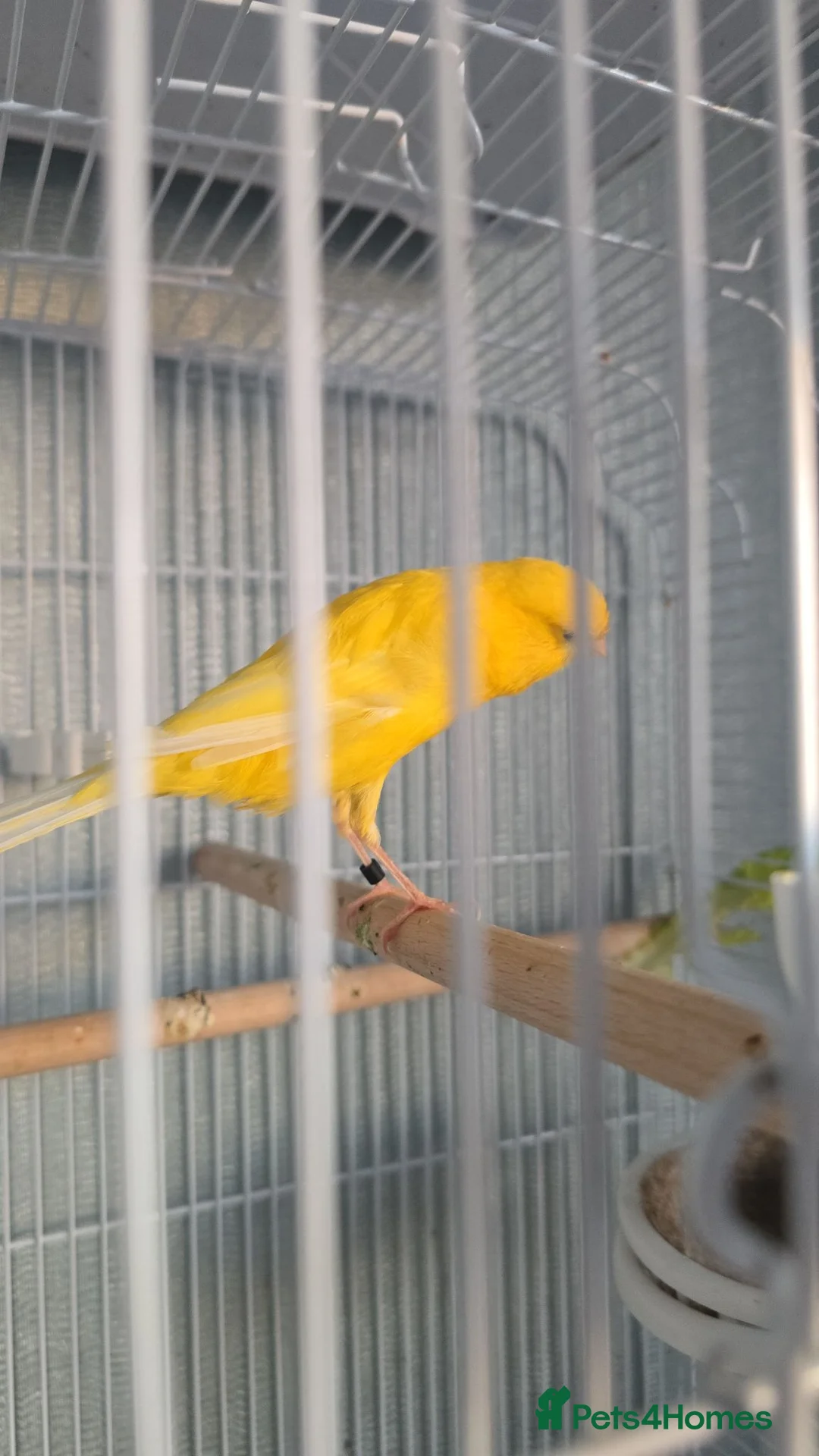 Canaries birds for sale: Persian canary  - Advert 9