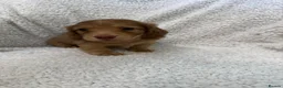 Miniature Dachshund dogs for sale: 5 beautiful long haired dachshunds!  in Bristol - Advert 4