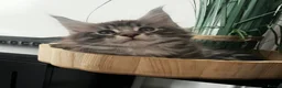 Maine Coon cats for sale: Mulberry’s marvellous creations ❤️ in Lowestoft - Advert 17