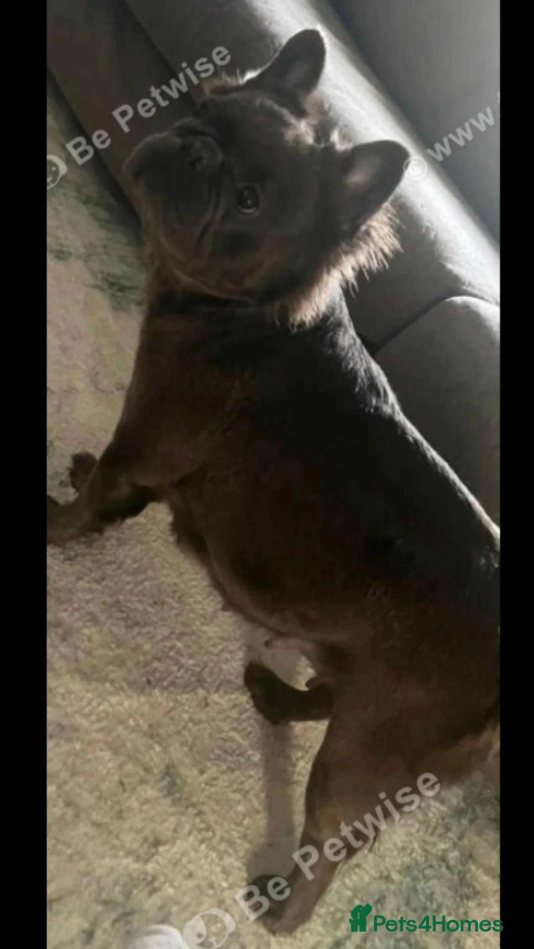French Bulldog dogs for sale: girl Frenchy for sale - Advert 14