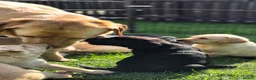 Labrador Retriever dogs for sale: KC Registered, ready now. Outgoing pups - Advert 3